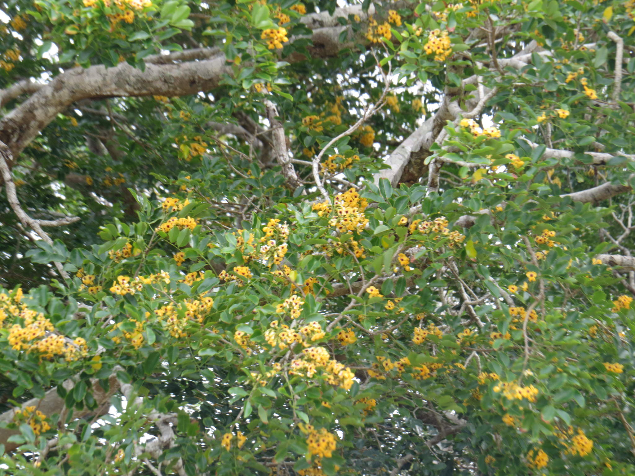 Pterocarpus rohrii 